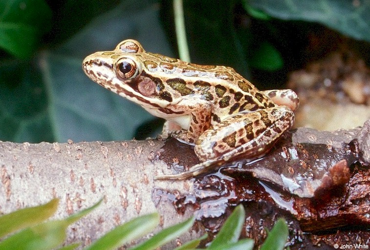 Rana palustris