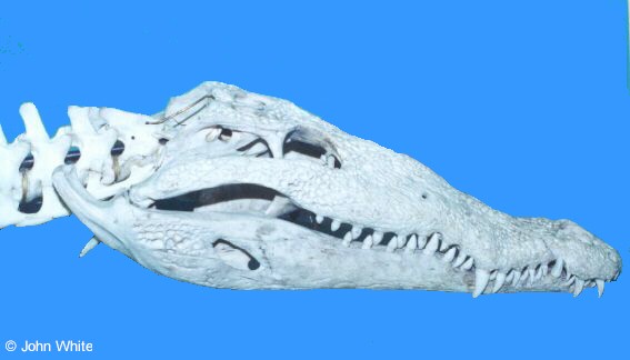 Crocodylus acutus