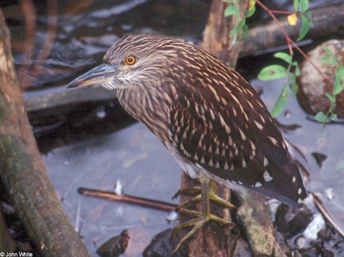 Nycticorax nycticorax hoactli