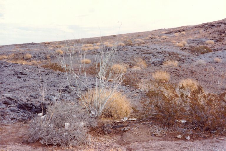 Asclepias albicans