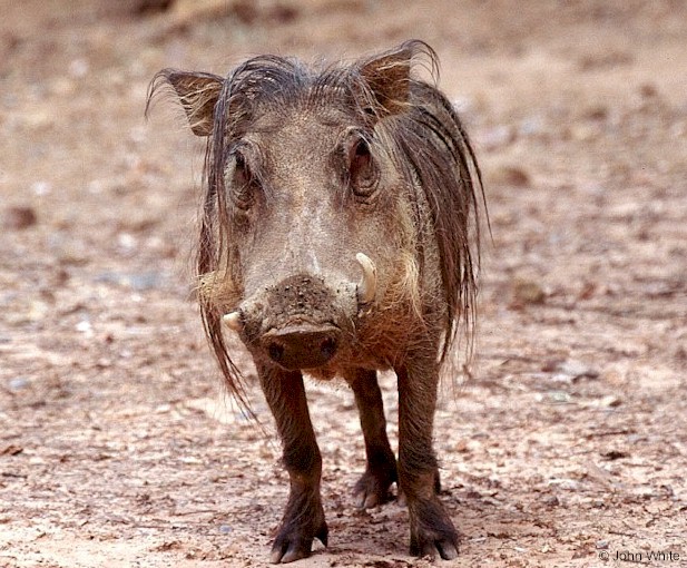 Phacochoerus africanus africanus