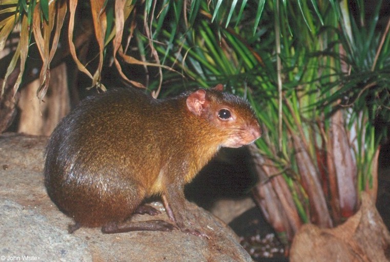 Myoprocta pratti