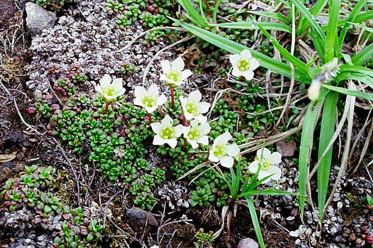 Diapensia obovata