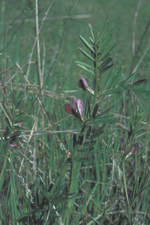 Vicia sativa