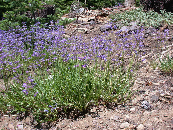 Penstemon gracilentus