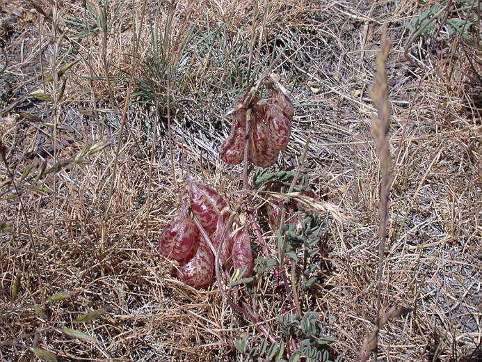 Astragalus whitneyi var. confusus