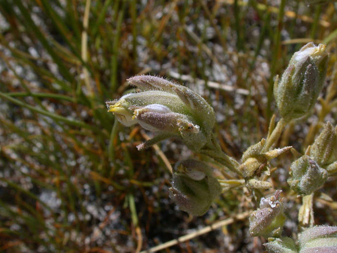 Cordylanthus maritimus ssp. canescens