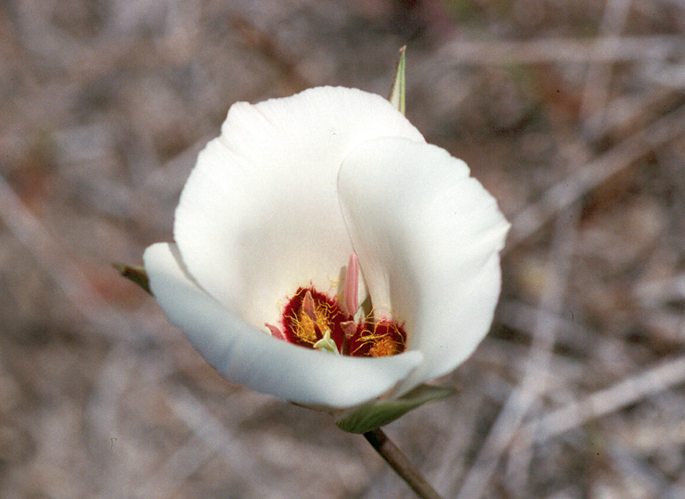 Calochortus catalinae Calochortus catalinae