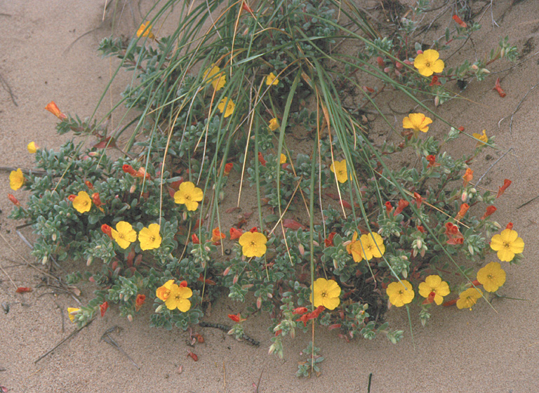 Camissoniopsis cheiranthifolia Camissoniopsis cheiranthifolia