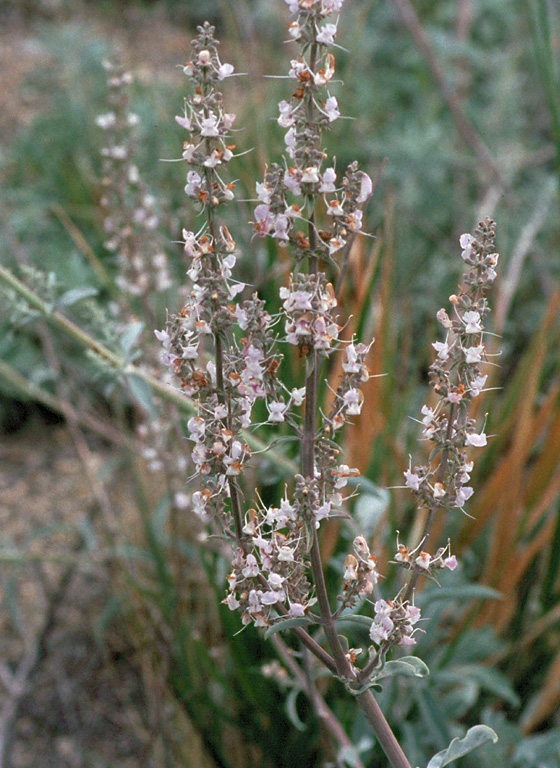 Salvia apiana Salvia apiana