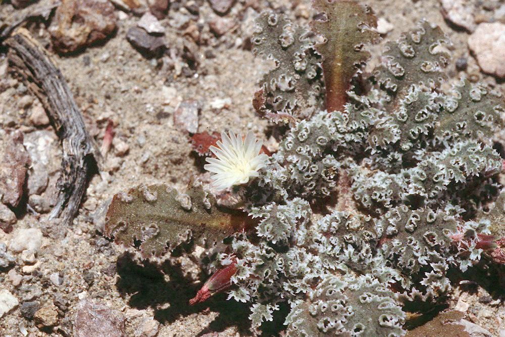 Glyptopleura marginata
