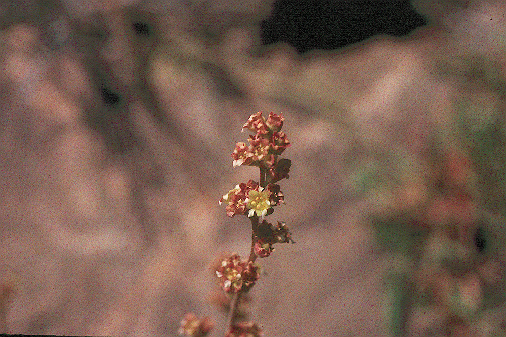 Heuchera parvifolia var. utahensis