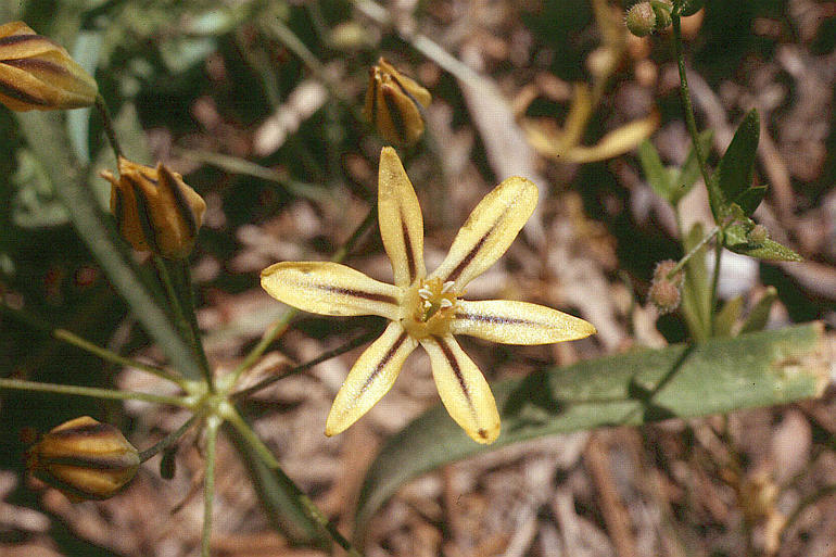 Triteleia ixioides ssp. ixioides