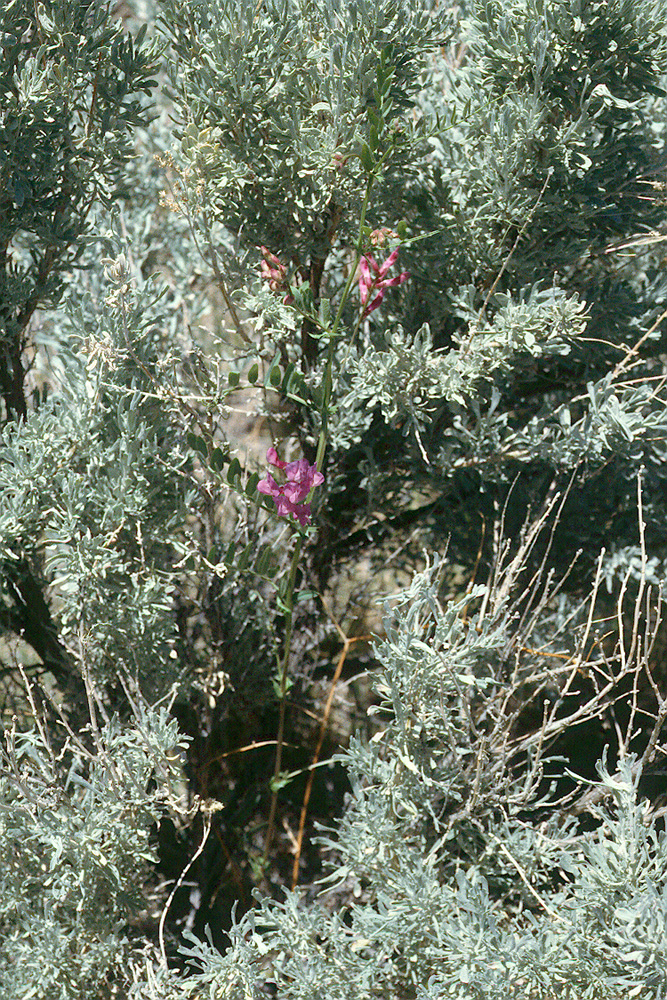 Lathyrus brownii