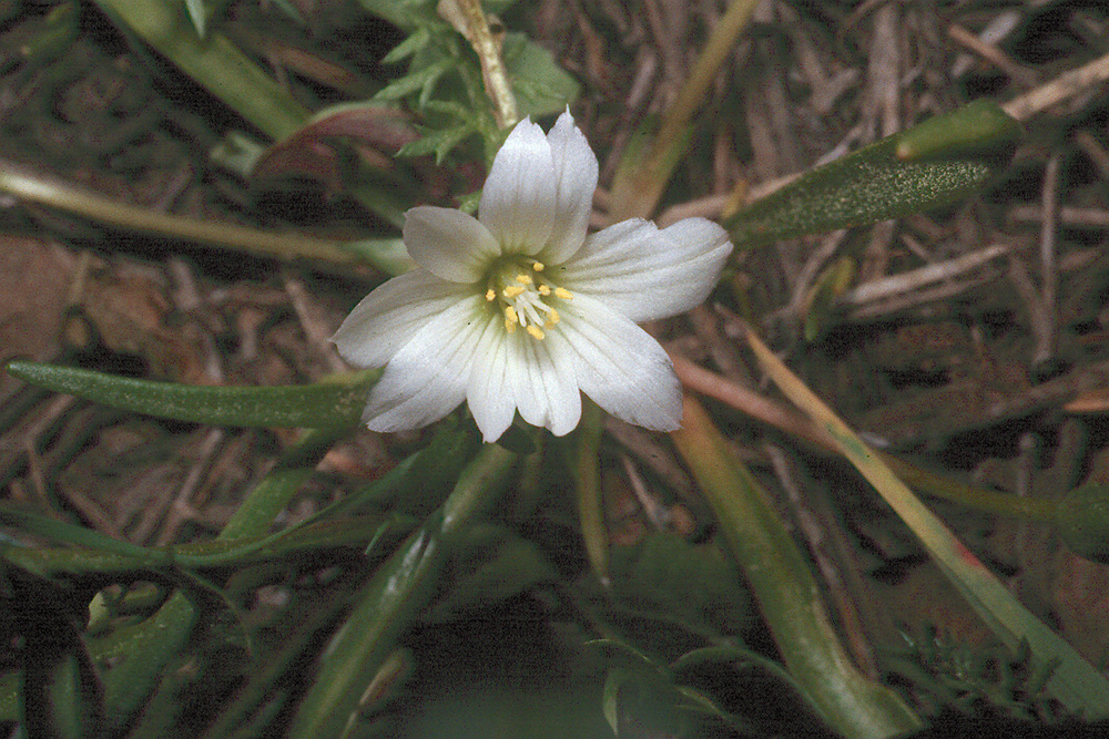 Lewisia nevadensis