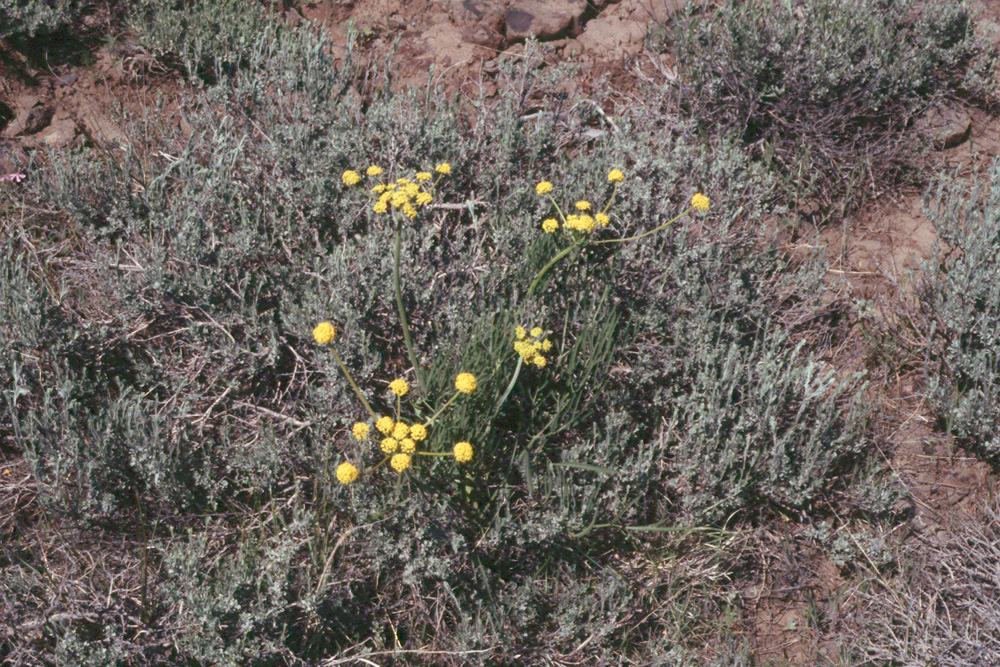 Lomatium triternatum var. macrocarpum