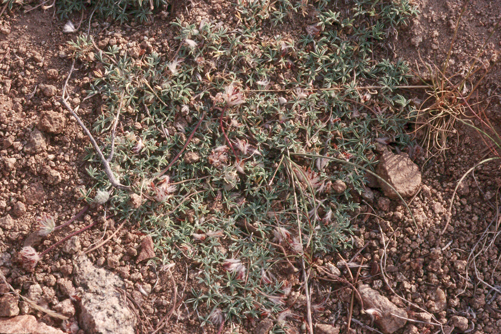 Trifolium andersonii ssp. beatleyae