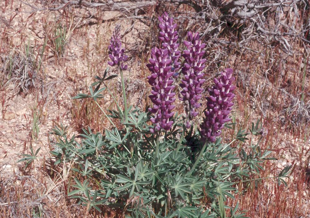 Lupinus argenteus var. heteranthus