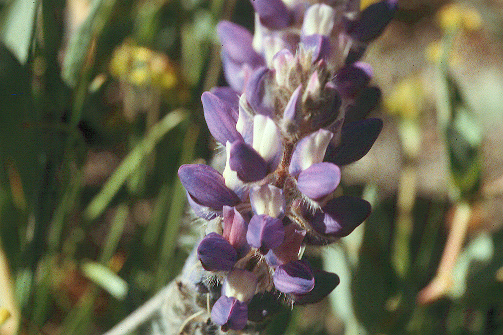 Lupinus sellulus ssp. sellulus var. lobbii Lupinus sellulus ssp. sellulus var. lobbii