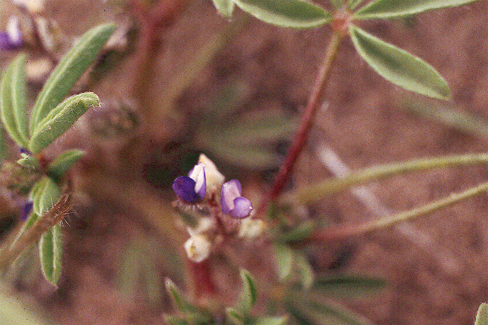 Lupinus sp. Lupinus sp.