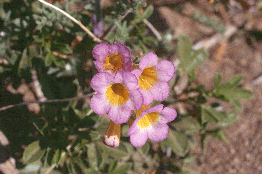 Phacelia bicolor var. bicolor