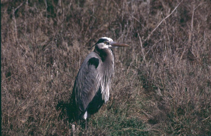 Ardea herodias Ardea herodias