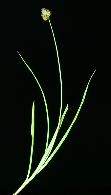 Carex pachystachya Carex pachystachya