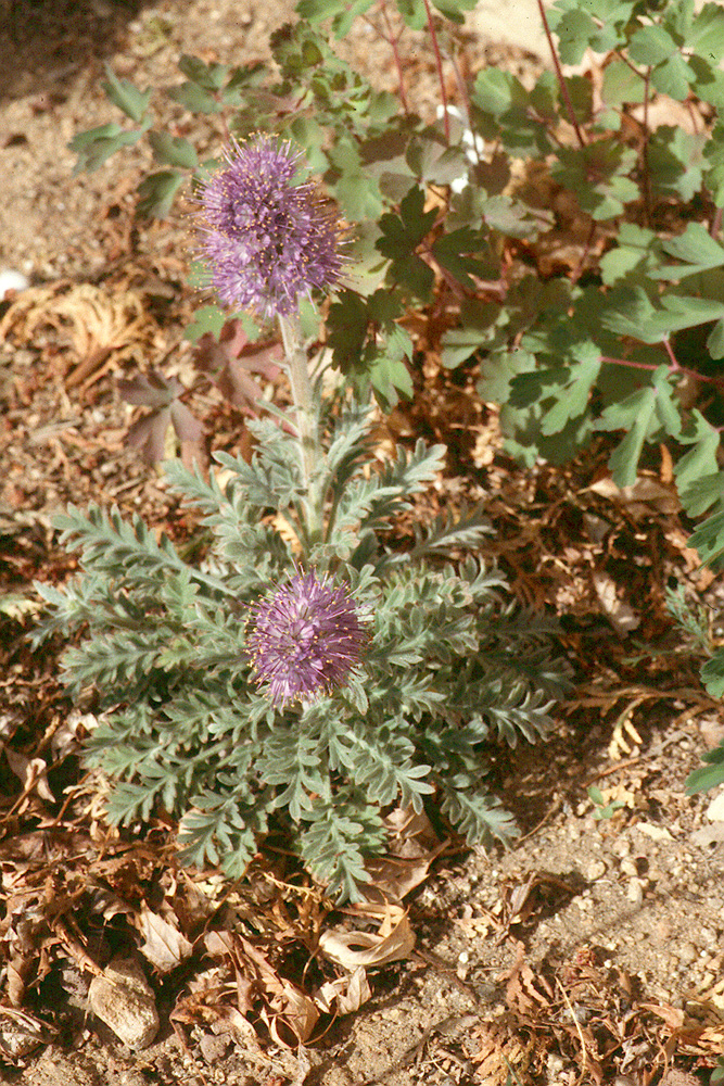 Phacelia sericea ssp. ciliosa