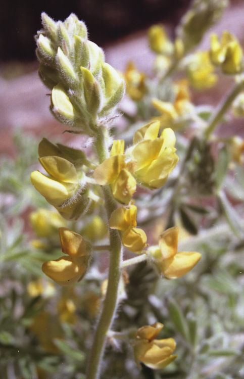 Lupinus dalesiae Lupinus dalesiae