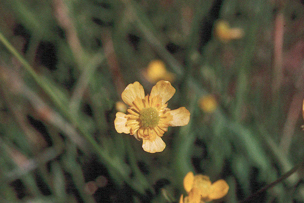 Ranunculus alismifolius