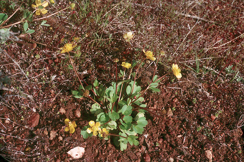 Ranunculus glaberrimus