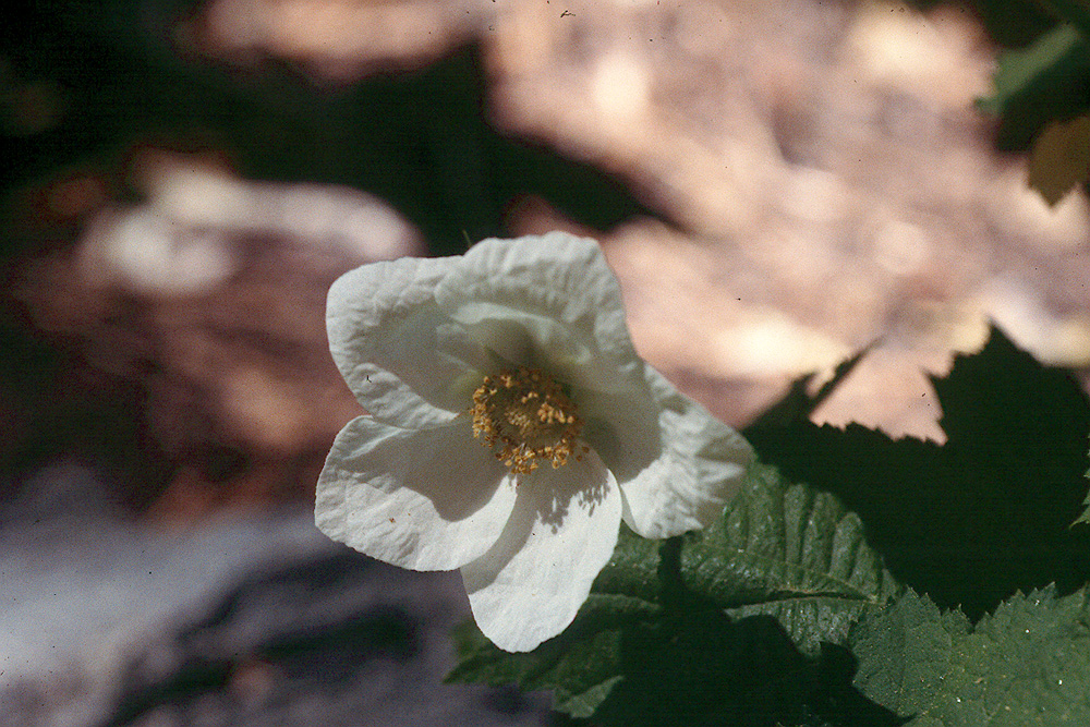 Rubus parviflorus Rubus parviflorus