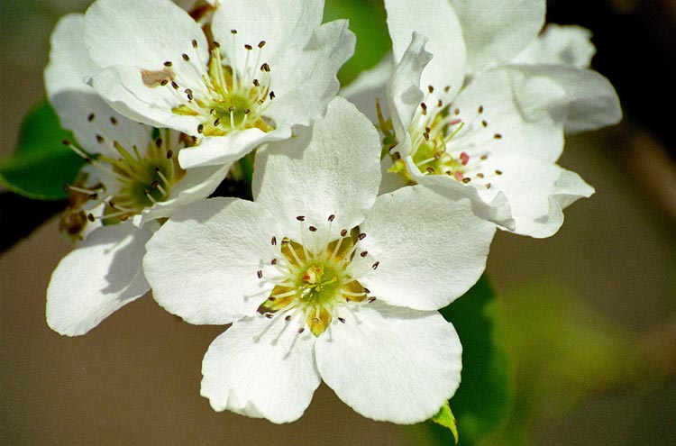 Pyrus ussuriensis