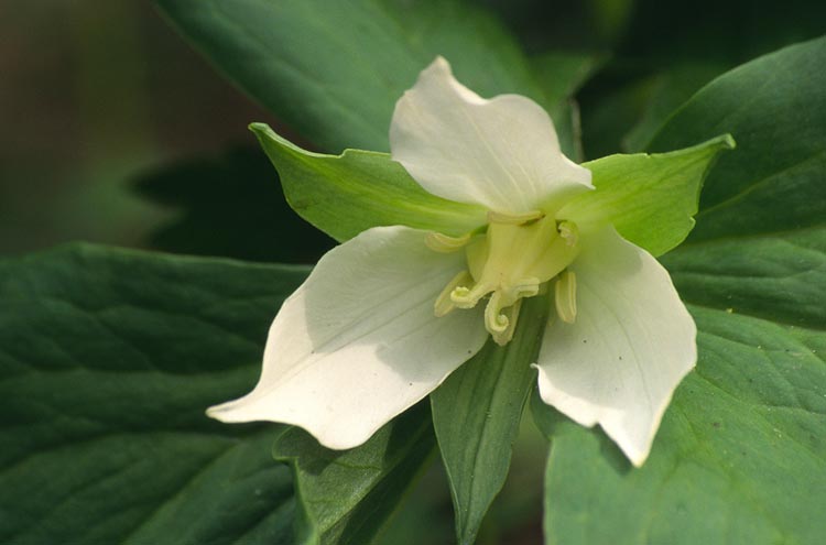 Trillium camschatcense ssp. rhombifolium