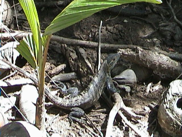 Ctenosaura similis