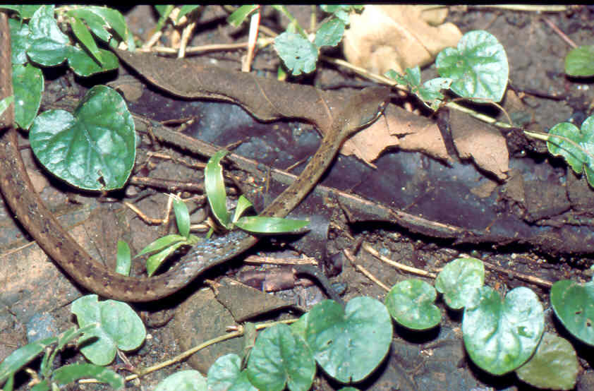 Dendrophidion percarinatum