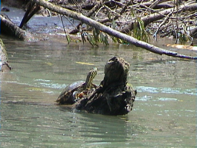 Trachemys scripta ornata Trachemys scripta ornata