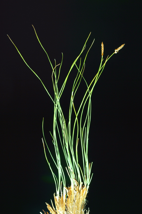 Carex filifolia var. erostrata