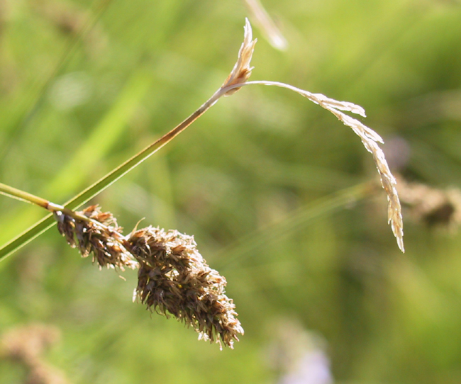 Carex cusickii