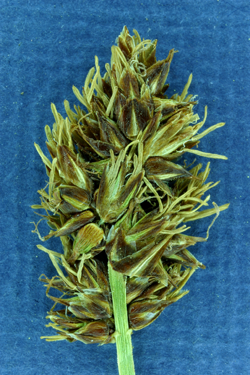 Carex nervina