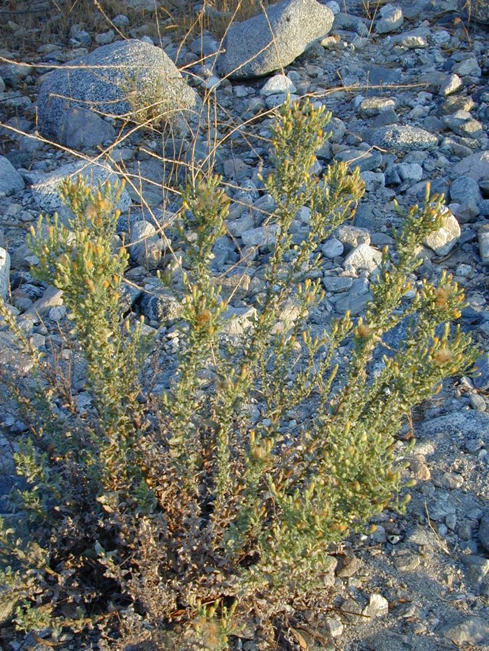 Heterotheca sessiliflora ssp. fastigiata