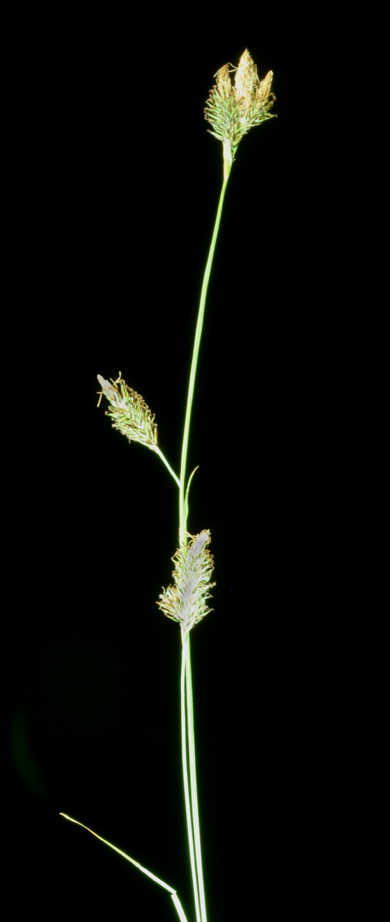 Carex luzulina var. luzulina