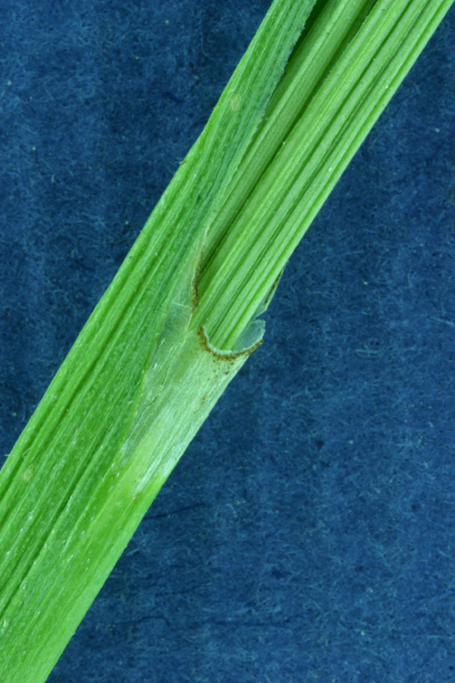 Carex luzulina Carex luzulina