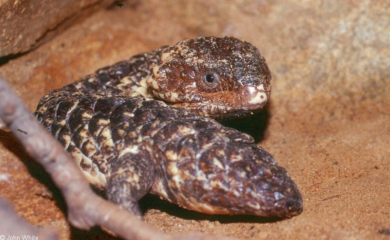 Tiliqua rugosa