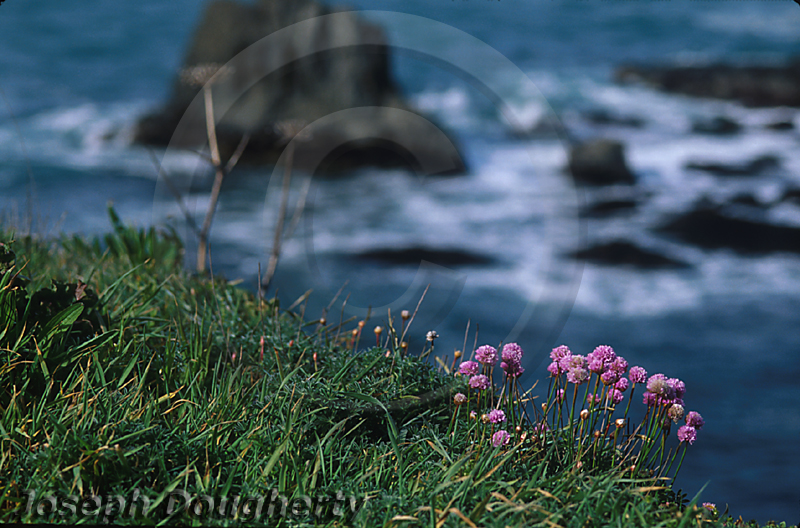 Armeria maritima ssp. californica