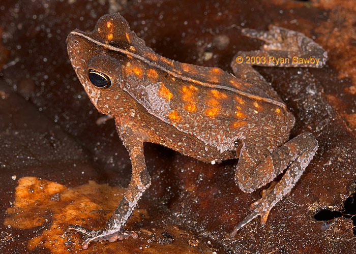 Rhinella margaritifera