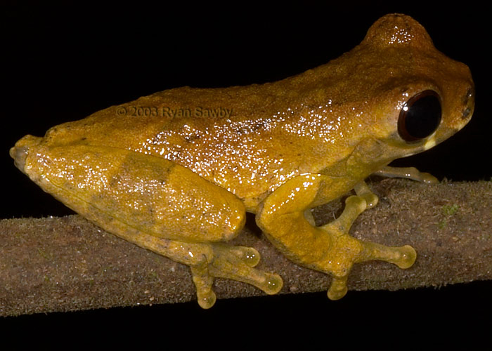 Dendropsophus brevifrons