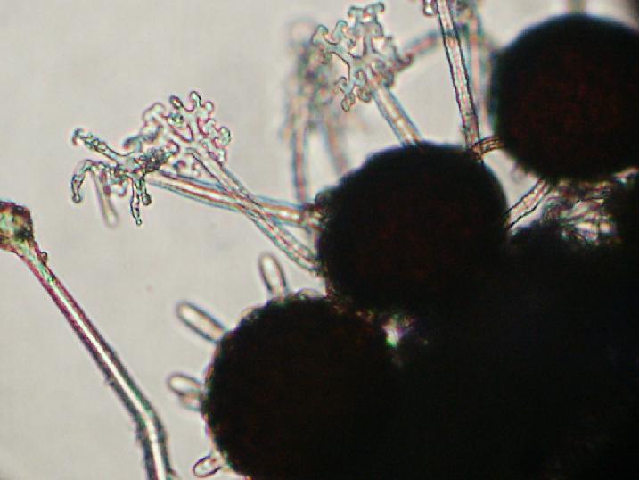 Microsphaera extensa var. curta Microsphaera extensa var. curta