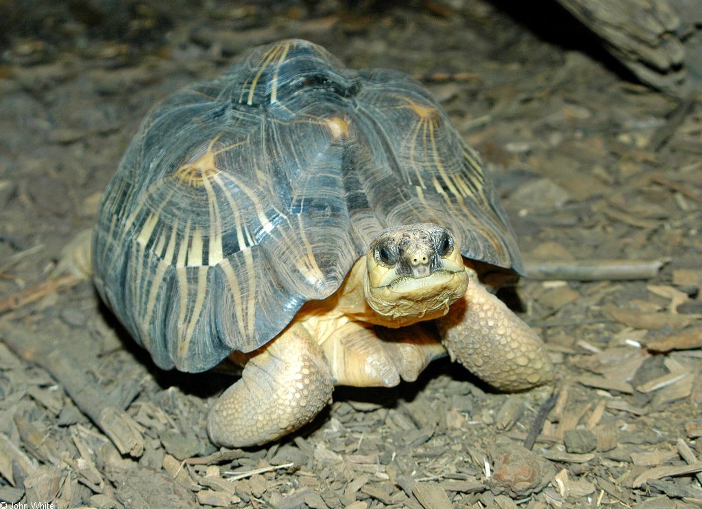 Astrochelys radiata