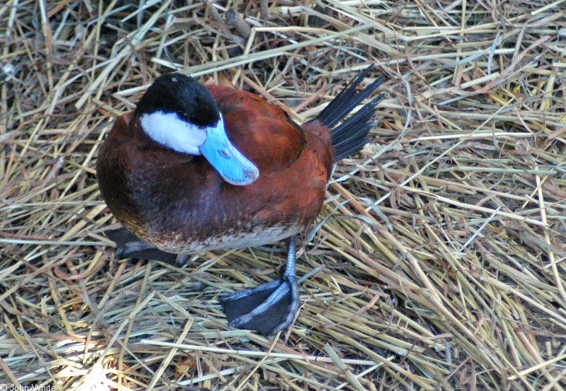 Oxyura jamaicensis